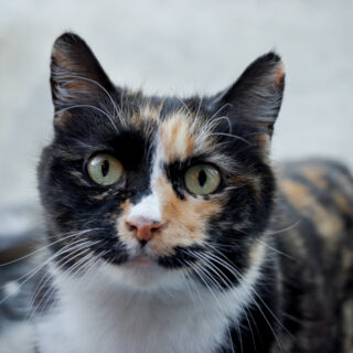 Manx,Cat,Is,A,Unqiue,Breed,With,No,Tail.,A