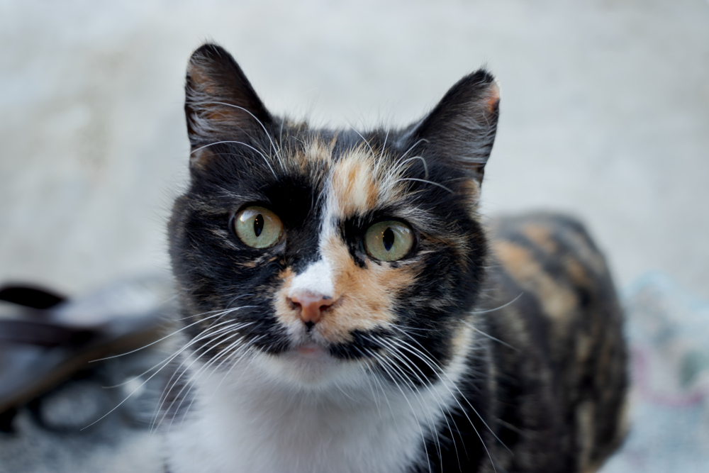 Manx,Cat,Is,A,Unqiue,Breed,With,No,Tail.,A