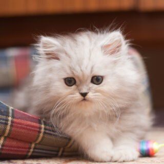 The,Small,Fluffy,Kitten,Lies,In,His,Bed