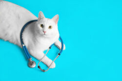 Cute,Cat,With,Stethoscope,As,Veterinarian,On,Light,Blue,Background,