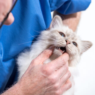 Veterinarian,Examining,Teeth,Of,A,White,Sacred,Cat,Of,Burma