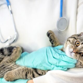 Doctor,Vet,Holding,Tabby,Striped,Young,Female,Cat,Kitty,In