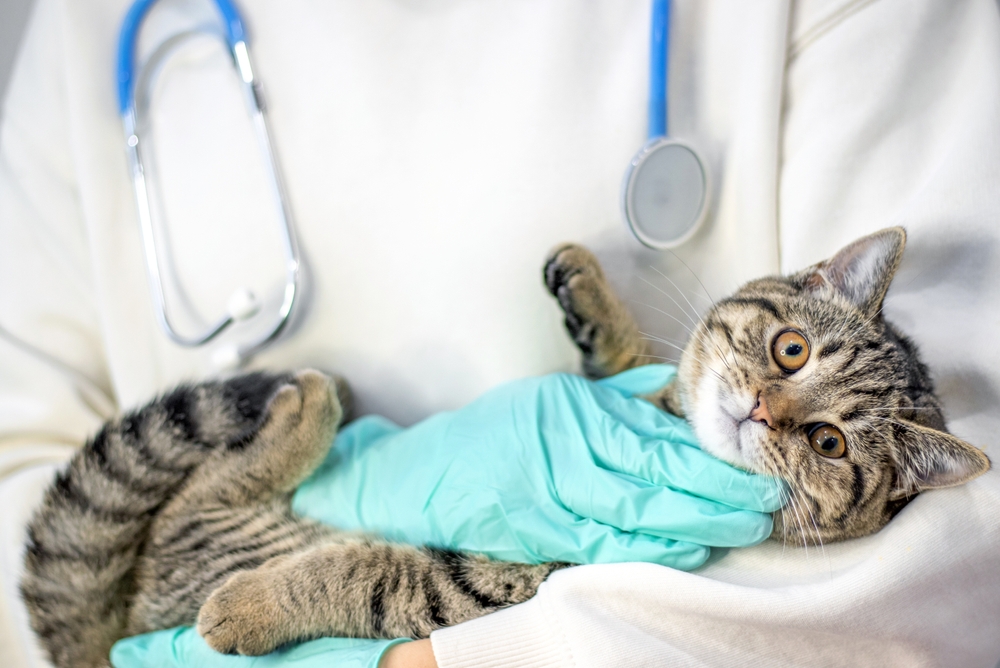 Doctor,Vet,Holding,Tabby,Striped,Young,Female,Cat,Kitty,In