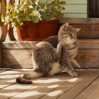 Flea,Cat,Itching,Its,Neck,With,Paw,On,Porch,In