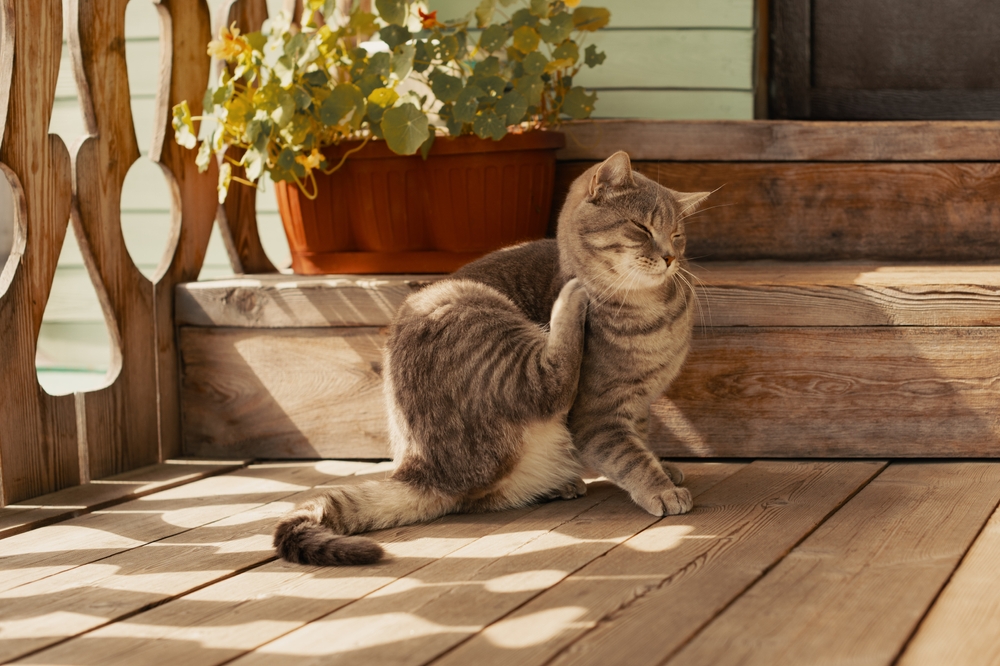 Flea,Cat,Itching,Its,Neck,With,Paw,On,Porch,In