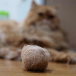 Hairballs,In,Cats.,Hairballs,Occur,As,A,Result,Of,Your