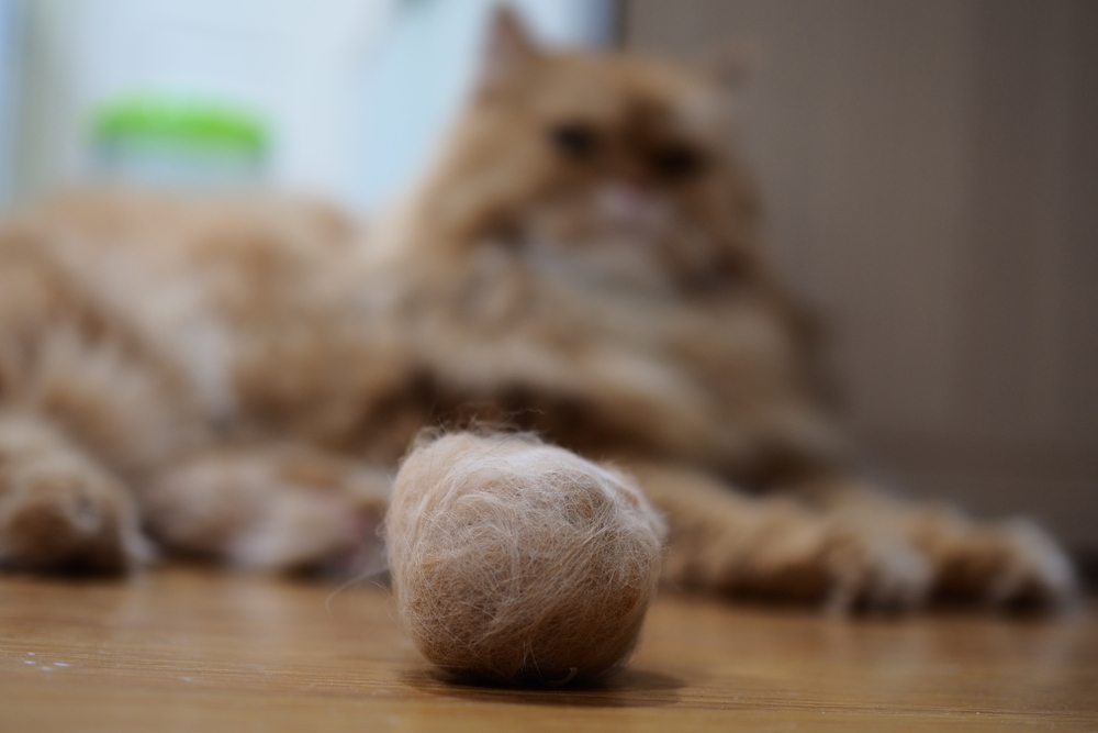 Hairballs,In,Cats.,Hairballs,Occur,As,A,Result,Of,Your