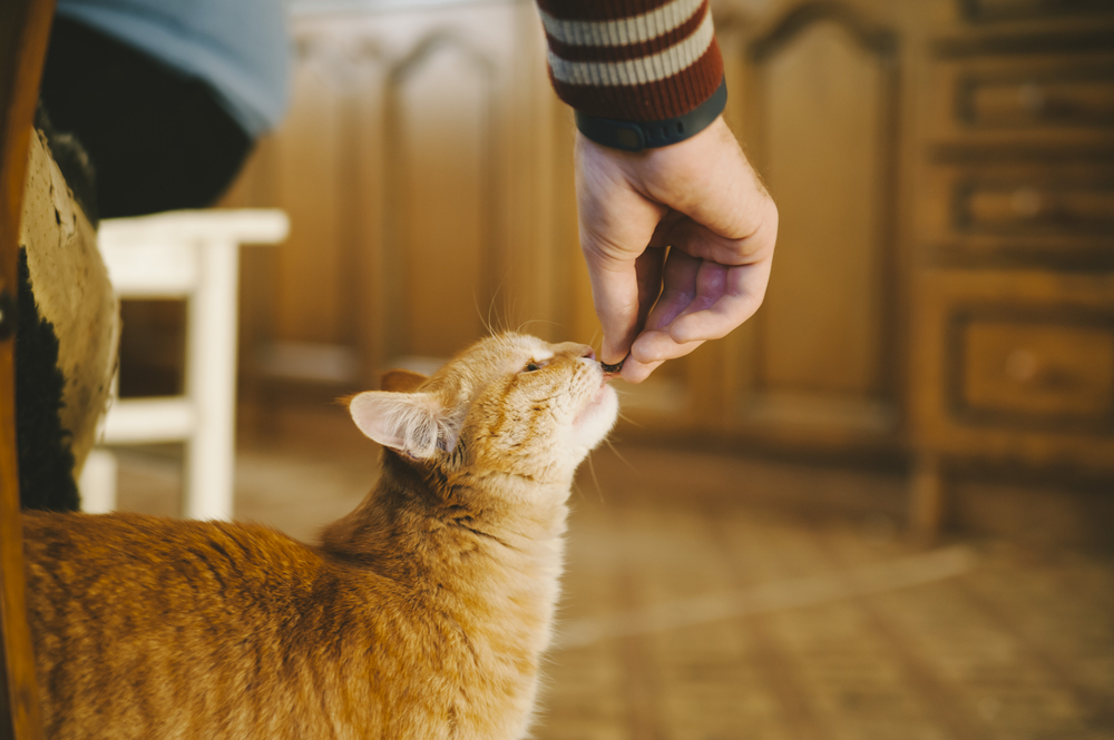 Cute,Cuddly,Red,Cat,Being,Fed