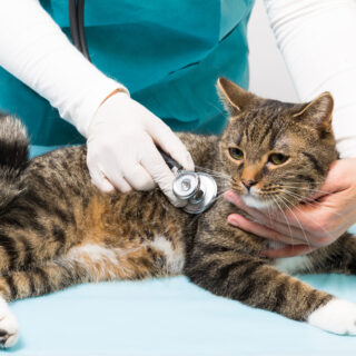 Treatment,With,Stethoscope,At,The,Veterinary