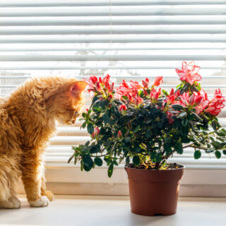 Blooming,Pink,Azalea,In,Flower,Pot,And,Ginger,Cat,On