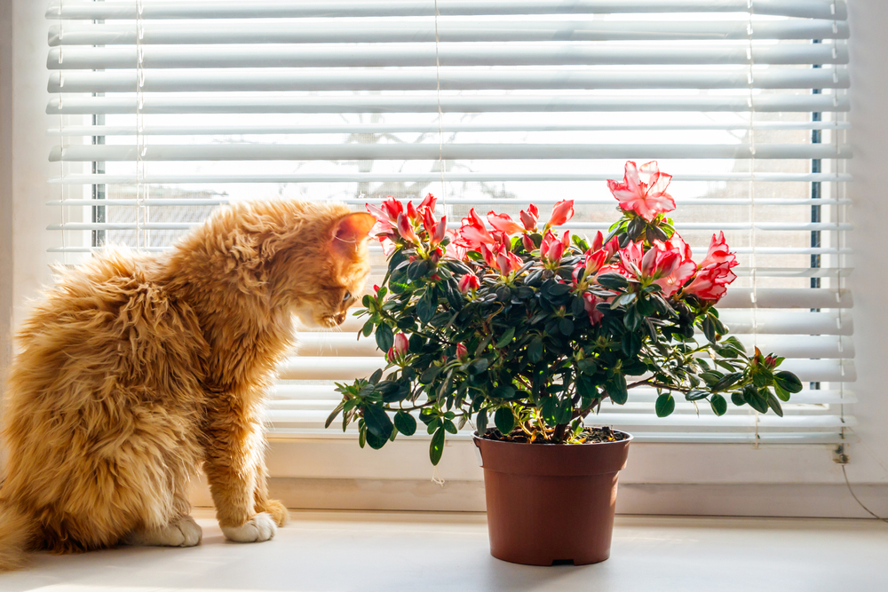 Blooming,Pink,Azalea,In,Flower,Pot,And,Ginger,Cat,On