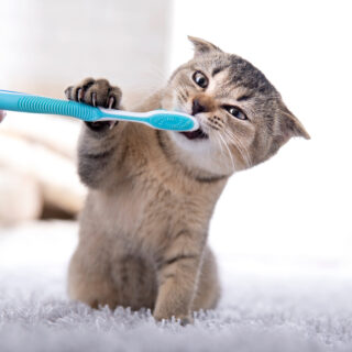 British,Kitten,And,A,Toothbrush.,The,Cat,Is,Brushing,His