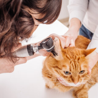 Close,Up,Of,Veterinarian,Doctor,With,Otoscope,Checking,Up,Orange