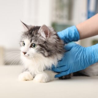 Veterinarian,Examining,Cute,Cat,After,Sterilization,In,Vet,Clinic