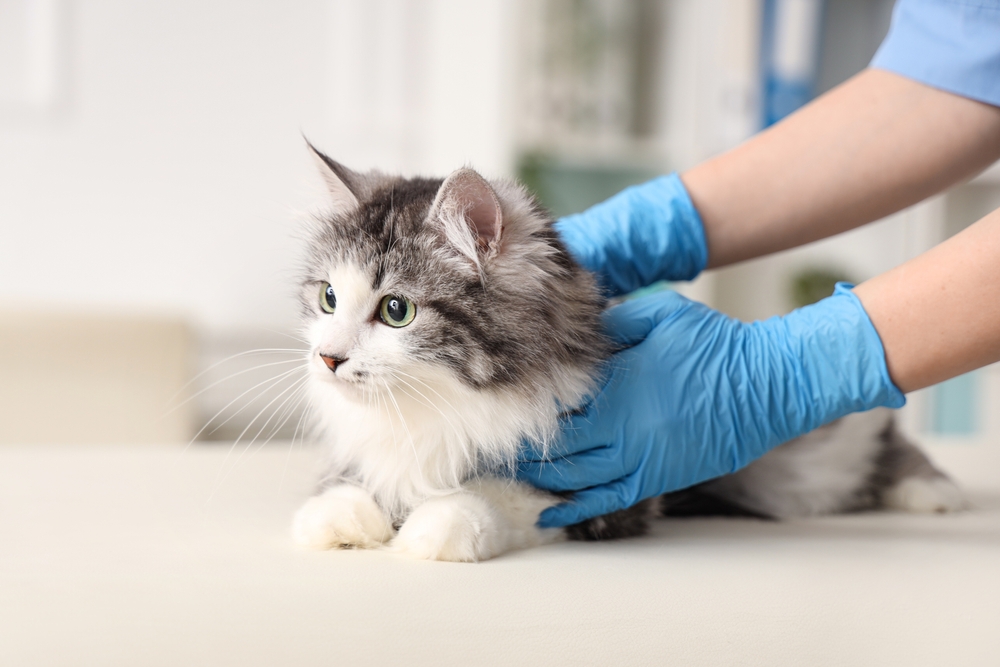 Veterinarian,Examining,Cute,Cat,After,Sterilization,In,Vet,Clinic