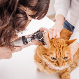 Cat Vet