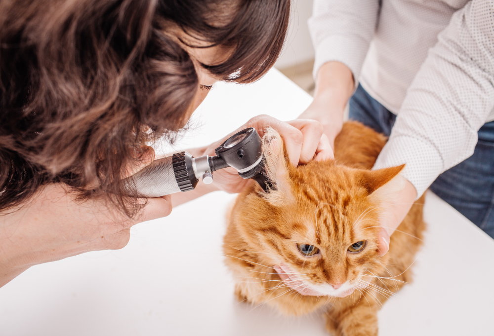 Cat Vet