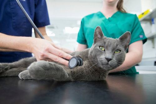 Vet,Examining,Pet,Cat,With,Stethoscope,On,Table,In,Surgery