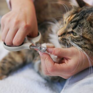 Cat's,Getting,A,Nail,Trim.trimming,Cat's,Nails.cutting,Off,Domestic,Cat's