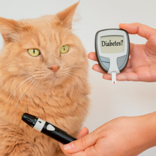Cat's,Owner,While,Measuring,The,Blood,Sugar,Values,Of,His