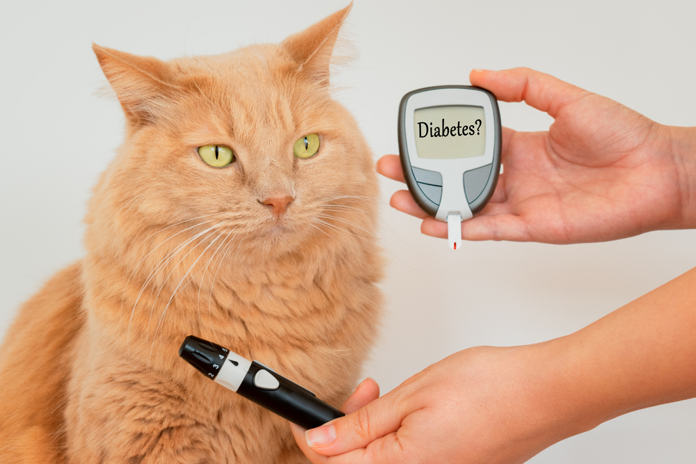 Cat's,Owner,While,Measuring,The,Blood,Sugar,Values,Of,His