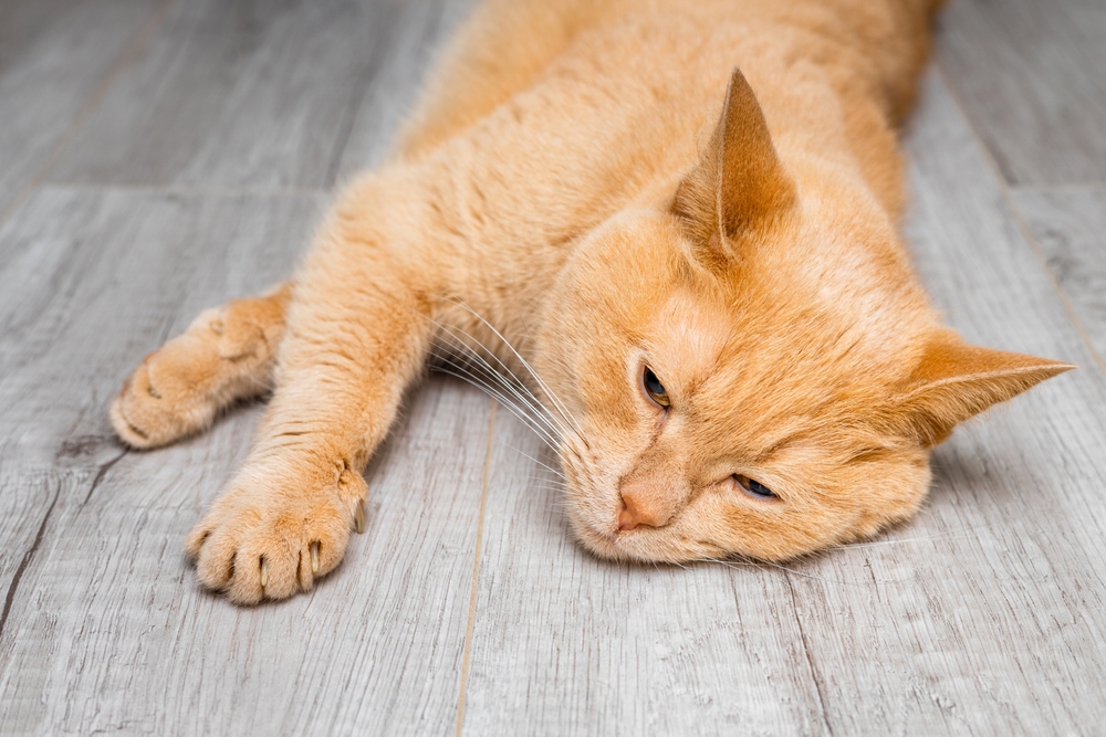 Feline Idiopathic Cystitis FIC in Cats