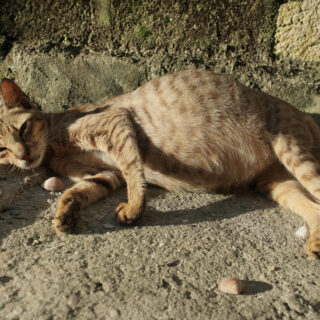 Feline,Infectious,Peritonitis,(fip),Rare,And,Deadly,Cat,Disease