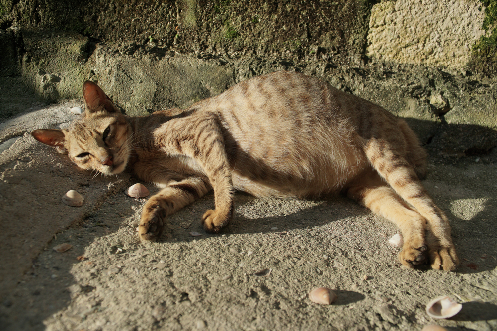 Feline,Infectious,Peritonitis,(fip),Rare,And,Deadly,Cat,Disease