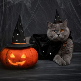 Halloween,Pumpkin,Jack,O,Lantern,And,Cute,British,Cat,In