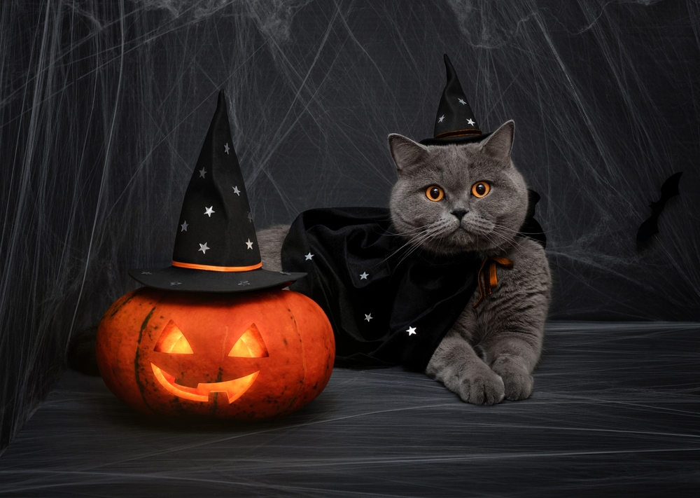 Halloween,Pumpkin,Jack,O,Lantern,And,Cute,British,Cat,In