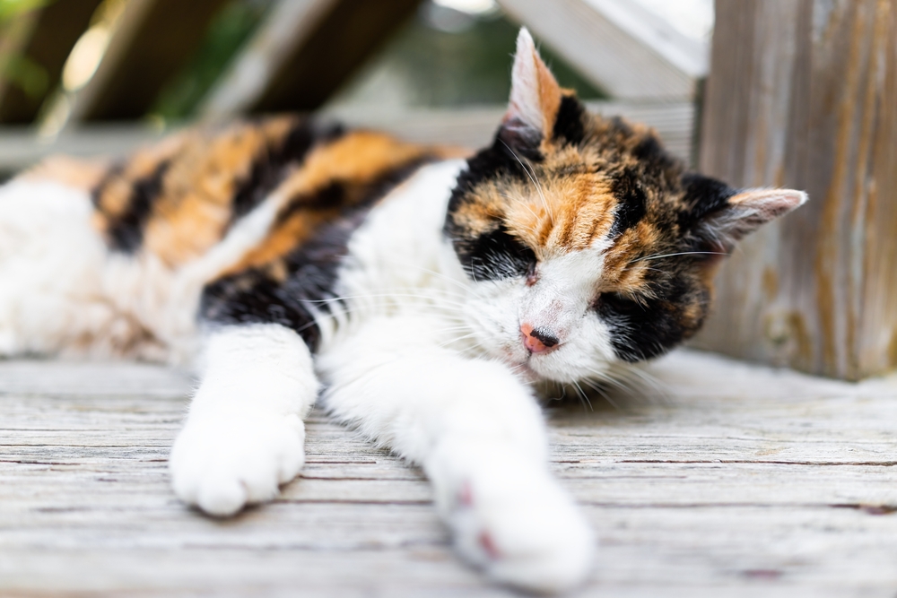 Closeup,Of,Old,Sad,Senior,Calico,Cat,Lying,Down,On