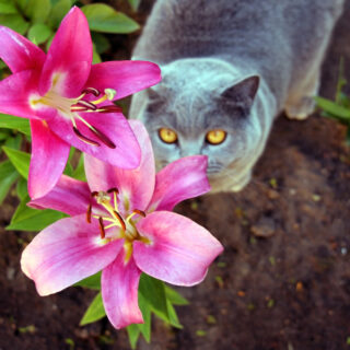 Gray,Cat,In,The,Lily,Flower,Garden.,The,Scottish,Cat