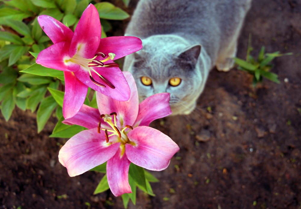 Gray,Cat,In,The,Lily,Flower,Garden.,The,Scottish,Cat