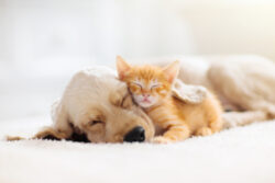 Cat,And,Dog,Sleeping,Together.,Kitten,And,Puppy,Taking,Nap.