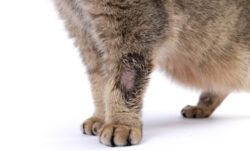 Close-up,Is,Ringworm.,The,Cat,Is,Sick,With,Lichaen.,Skin