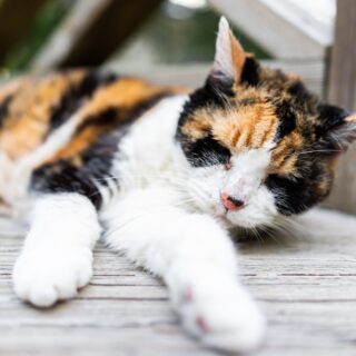 Closeup,Of,Old,Sad,Senior,Calico,Cat,Lying,Down,On