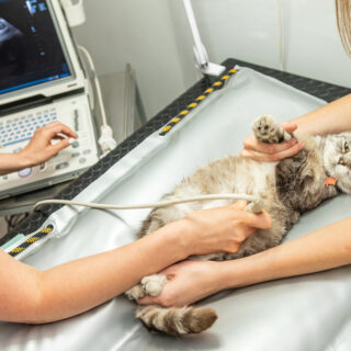 The,Small,Gray,Cat,During,Ultrasound,Examination,In,Vet,Clinic.