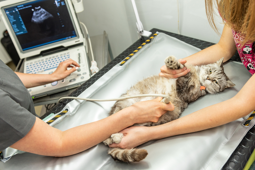 The,Small,Gray,Cat,During,Ultrasound,Examination,In,Vet,Clinic.