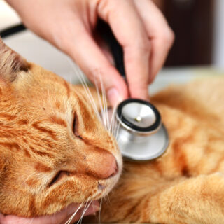 Veterinarian,Examining,A,Kitten,In,Animal,Hospital