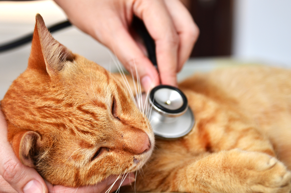 Veterinarian,Examining,A,Kitten,In,Animal,Hospital