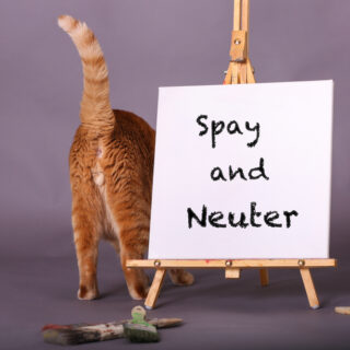 Orange,Tabby,Cat,Tail,In,Air,Bottom,Showing,Standing,By