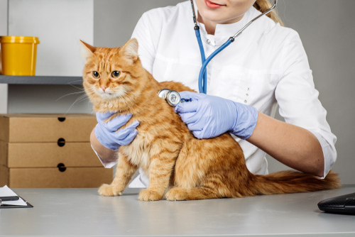 Veterinarian,Examining,A,Kitten,In,Animal,Hospital