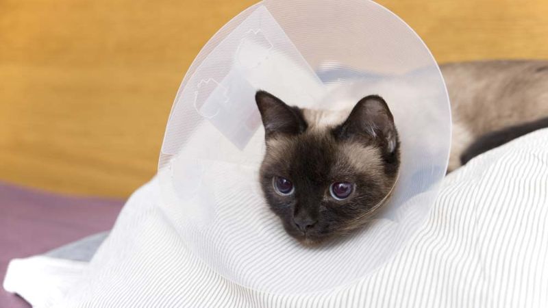 cat pica after surgery