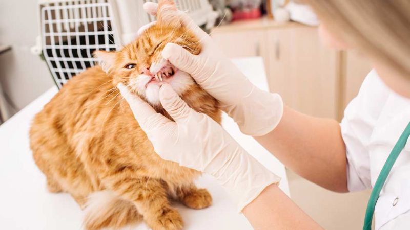 cat dental visit