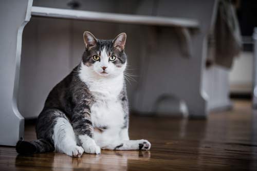 Toby's weight loss journey: 30-lb cat gets help shedding a few