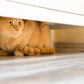 The,Cat,Hides,Under,The,Closet,From,People.,Cat,Plays