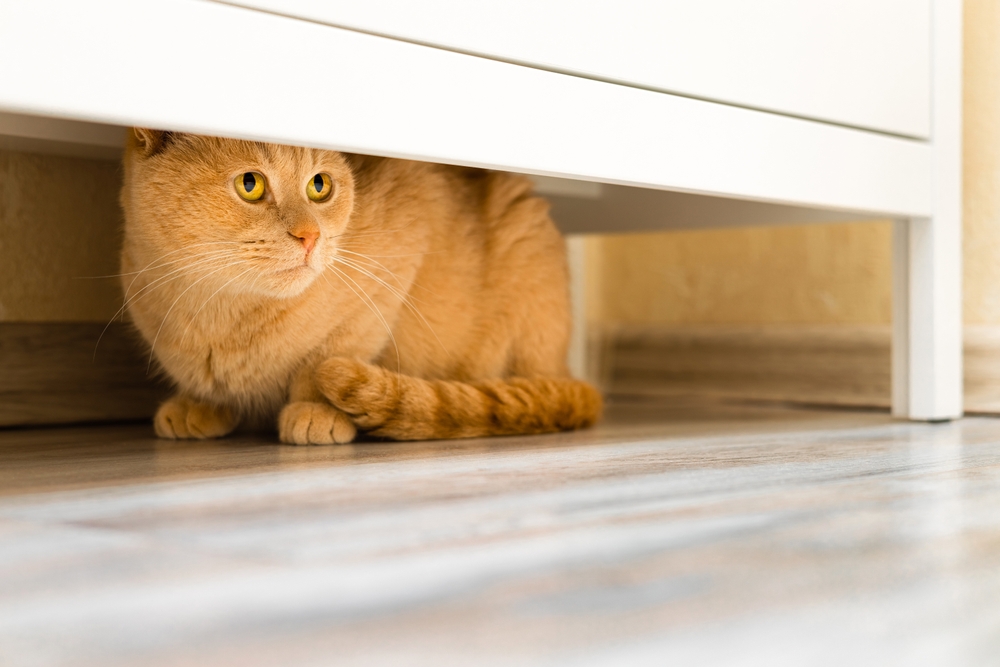 The,Cat,Hides,Under,The,Closet,From,People.,Cat,Plays