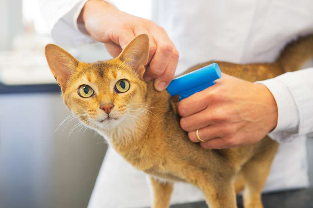 cat-vaccinations-wellness-exams-in-alexandria-va-kingstowne-cat-clinic