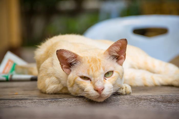 Quality of Life and Palliative Care for Cats