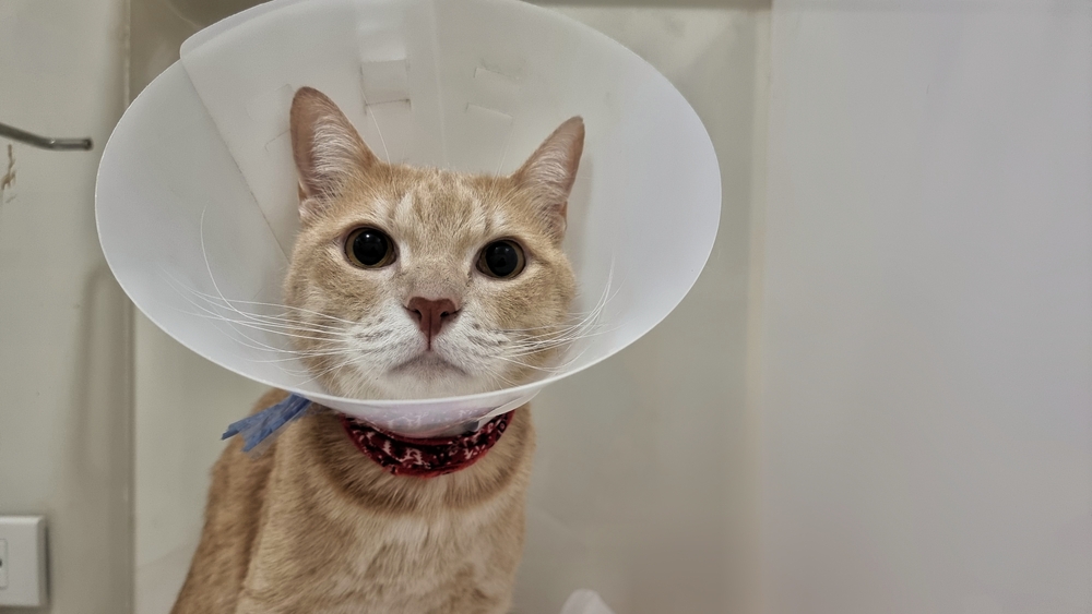 Close,Up,Young,Cat's,Face,Who,Wearing,Plastic,Collar